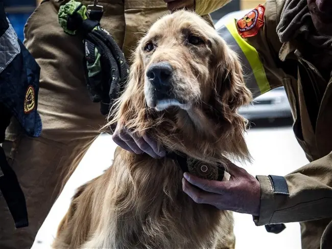 5 Conmovedores ejemplos de Heroísmo Perruno