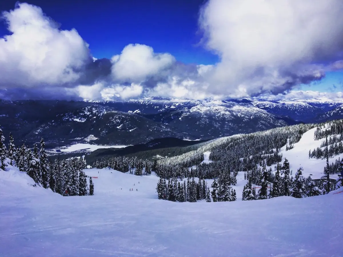 inteligencia colectiva