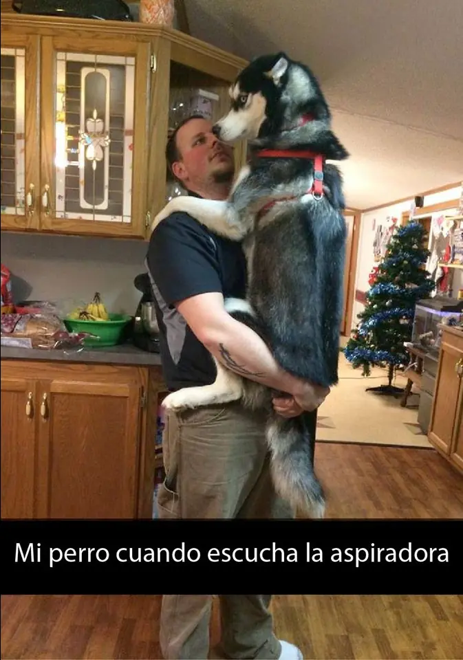 memes