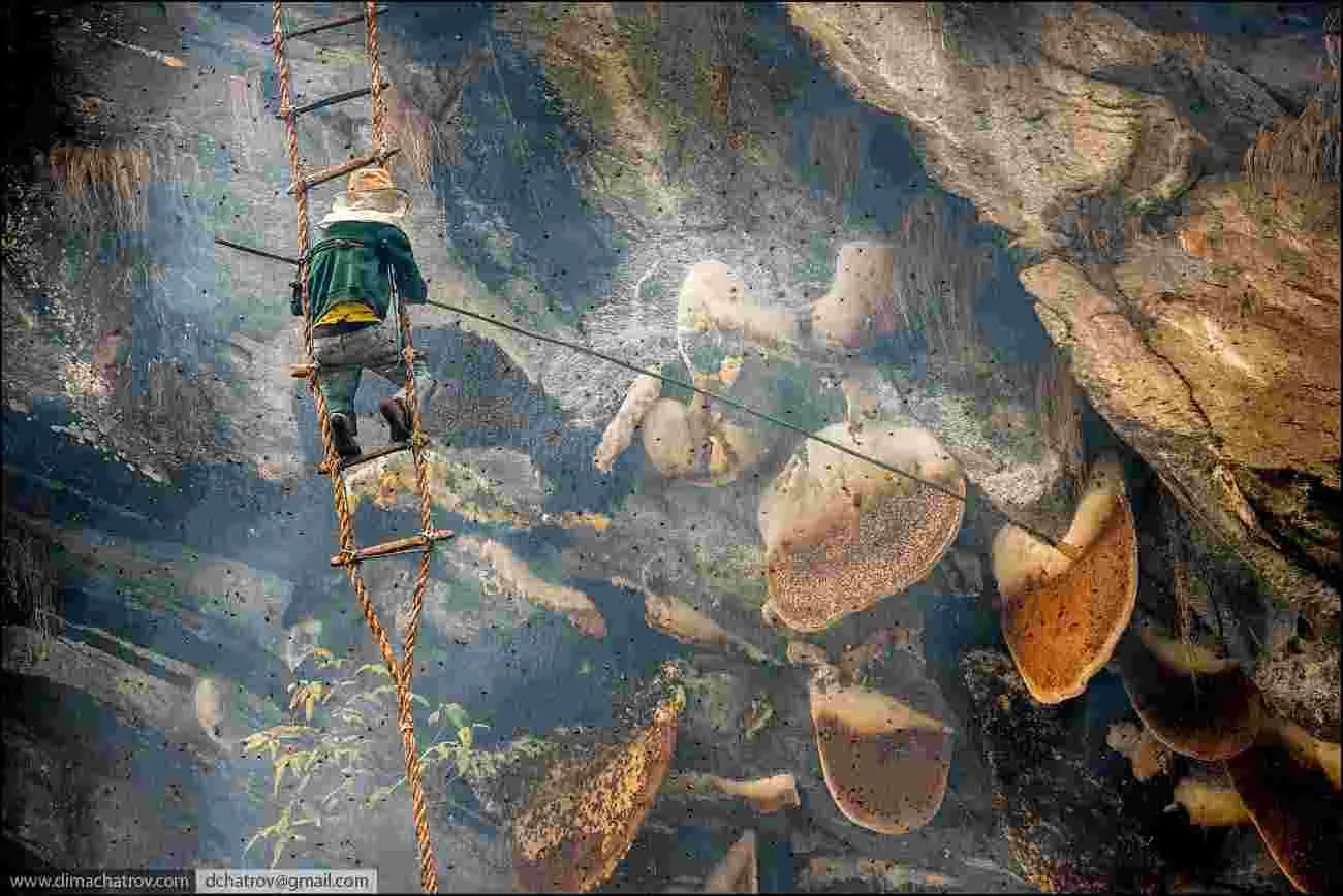 Las abejas gigantes del Himalaya Las abejas gigantes del Himalaya