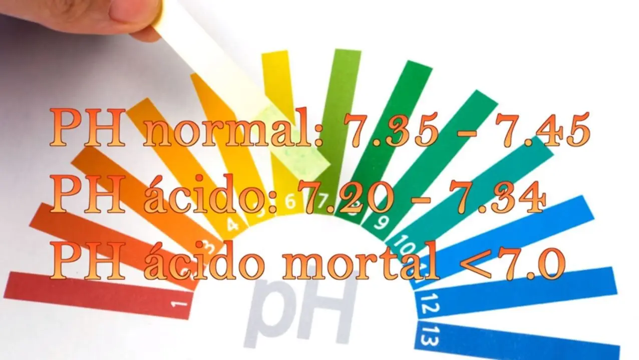 alimentos