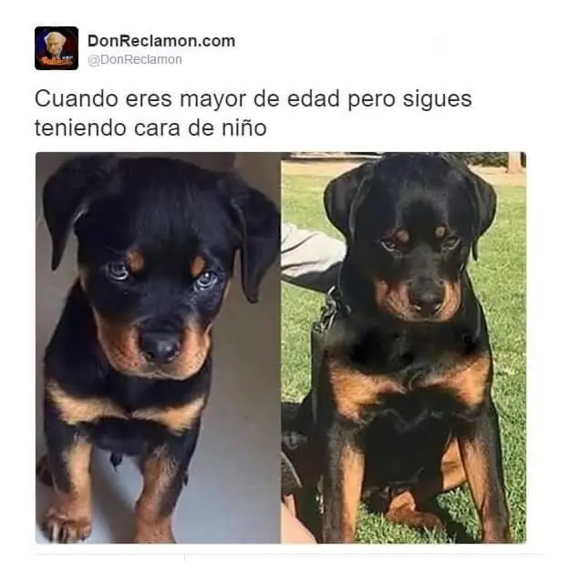 Imagenes de humor para levantar el domingo