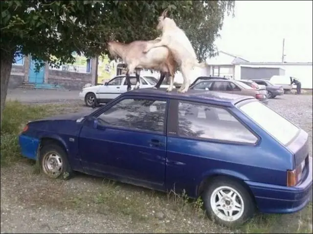 lince cosmico de las praderas