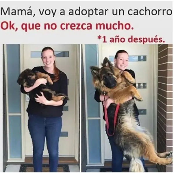 imgs de humor