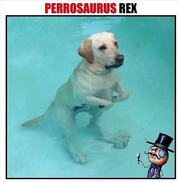 humor
