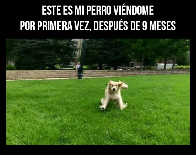 memes