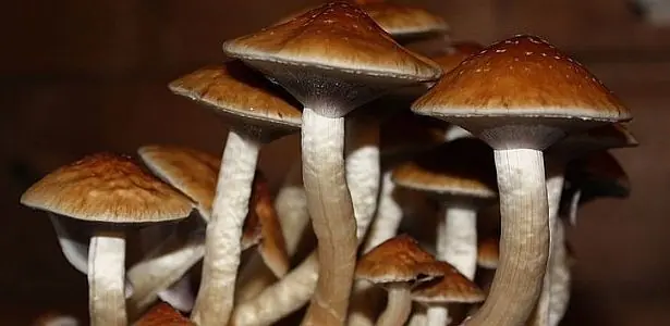 hongos alucinogenos