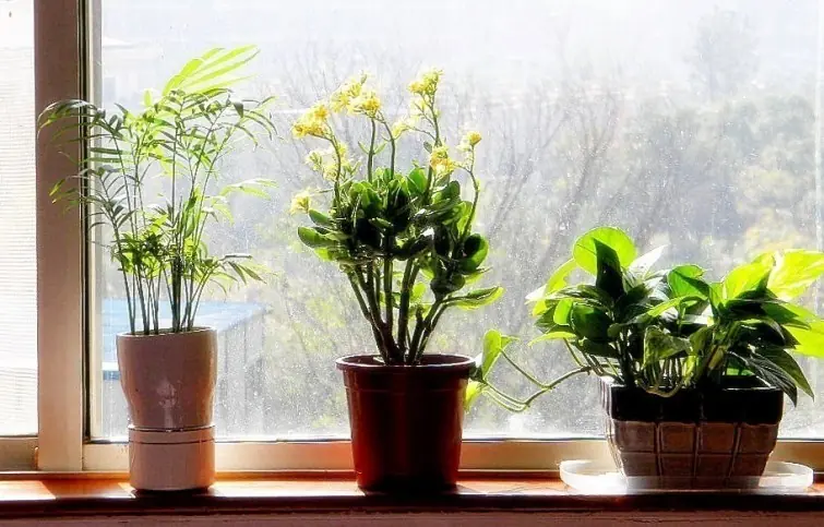 7 plantas que te ayudan a dormir y podes tener en tu pieza