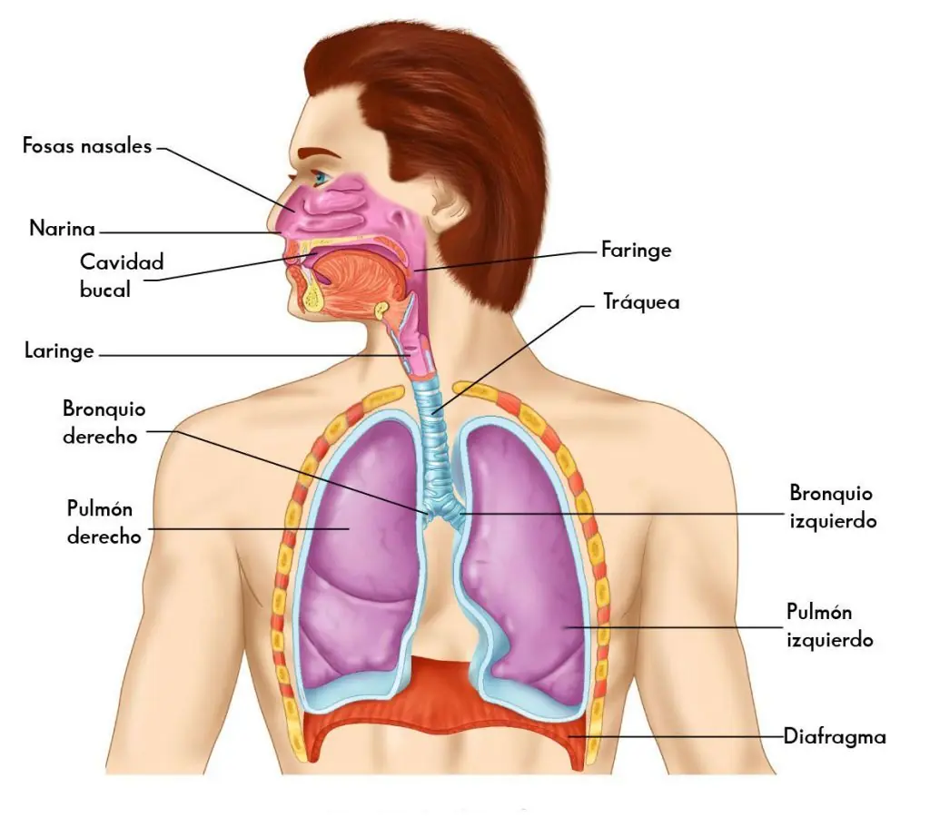 Las ventajas de la respiración naso-faríngea