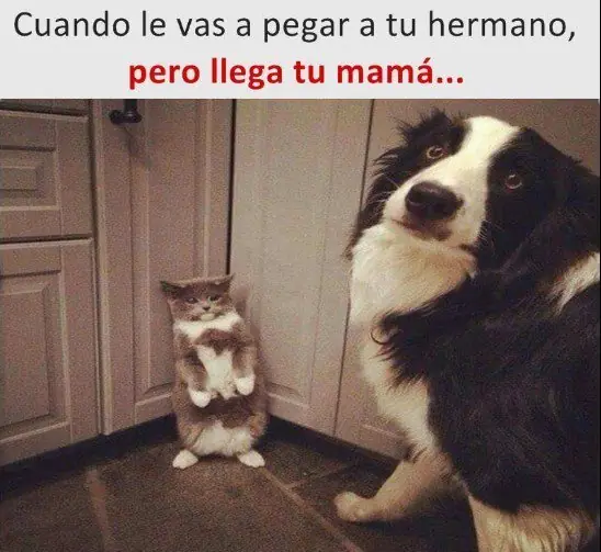 memes