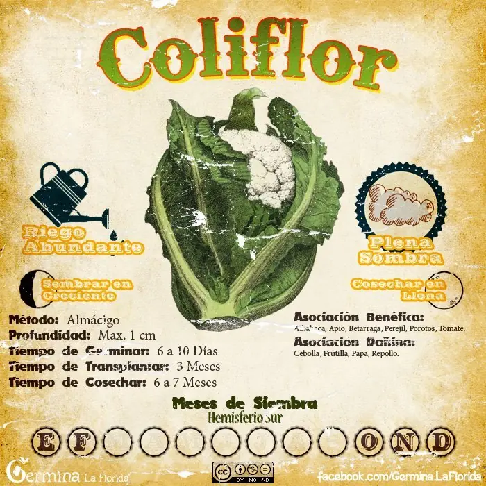 plantar plantar