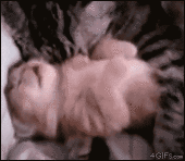 Gifs Gifs