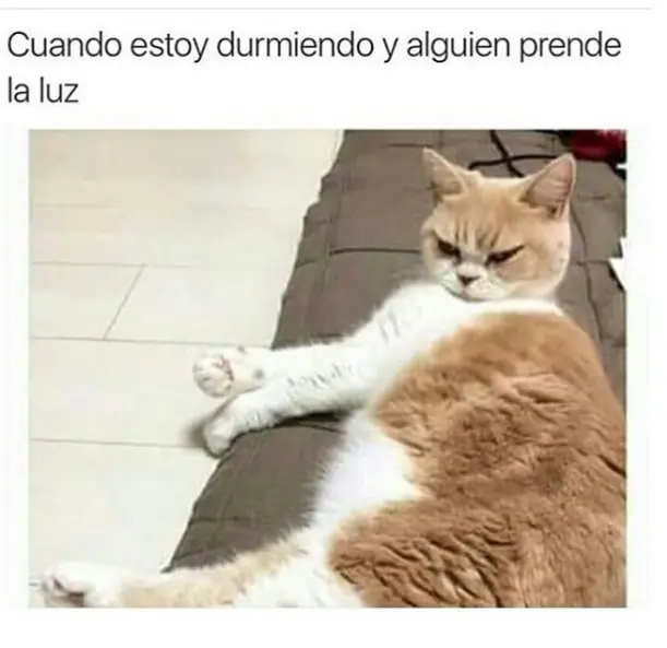 imgs de humor