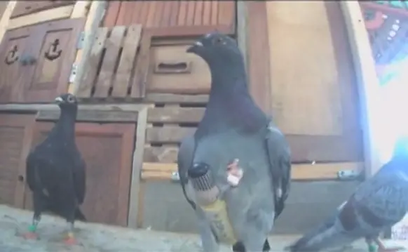 Palomas contrabandistas, cigarros de Cuba a Estados Unidos