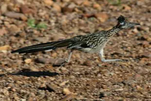 ¿Existe de verdad el correcaminos?