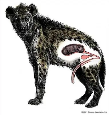 Animales