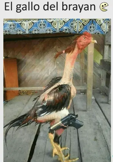 humor