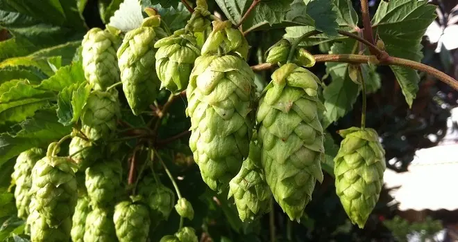 cerveza cerveza