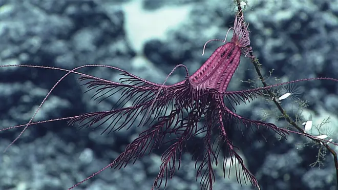 Descubren especies desconocidas en el Pacifico