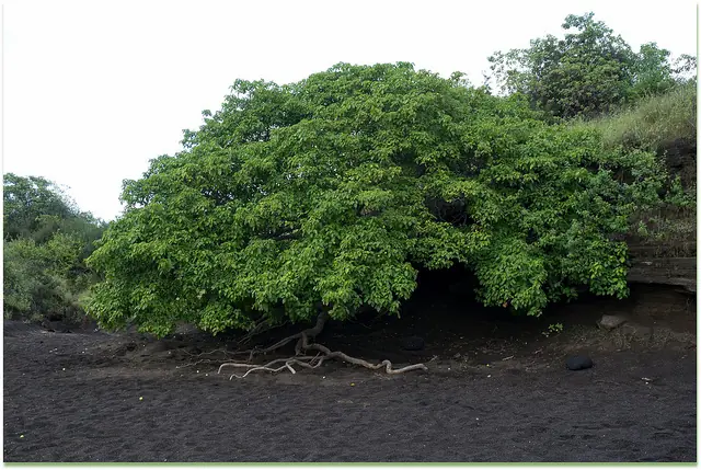 El Árbol de la Muerte Según Record Guinness