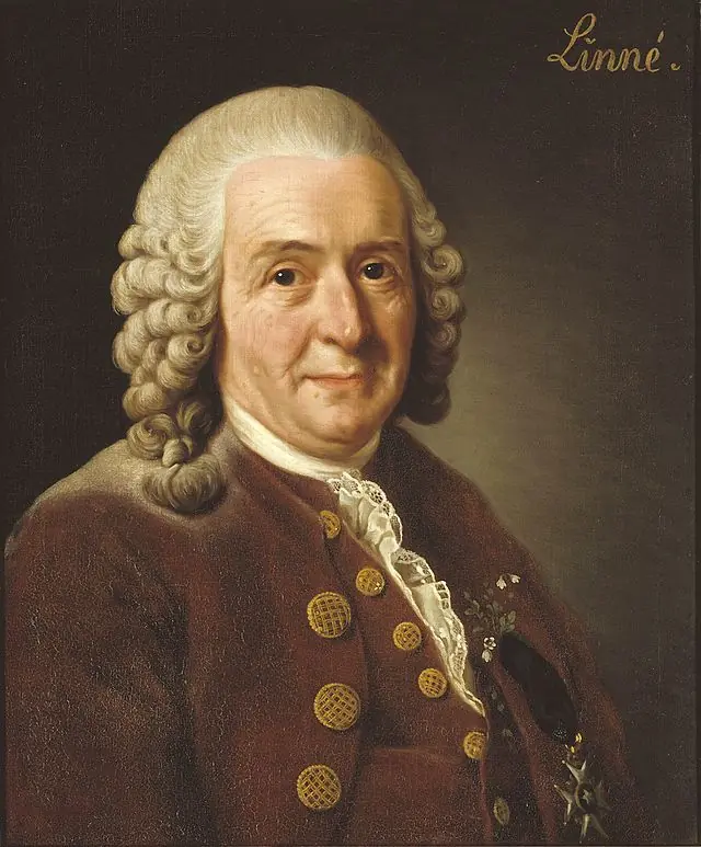 pitagoras