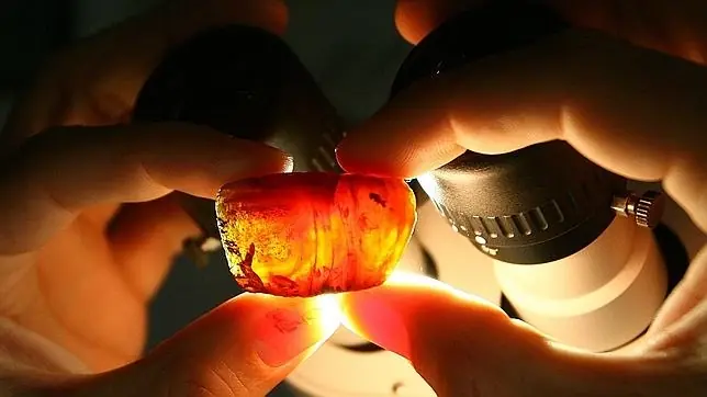 Descubren un nuevo tipo de escarabajo prehistórico