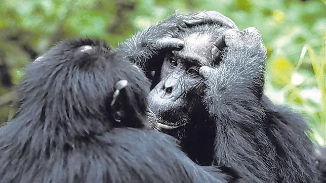 Los chimpancés también saben cocinar
