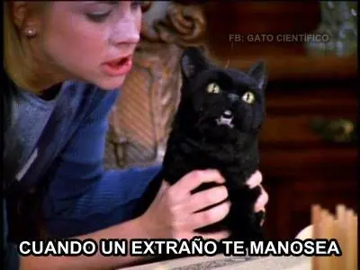 Los mejores vines de gatos del 2016! Recopilación