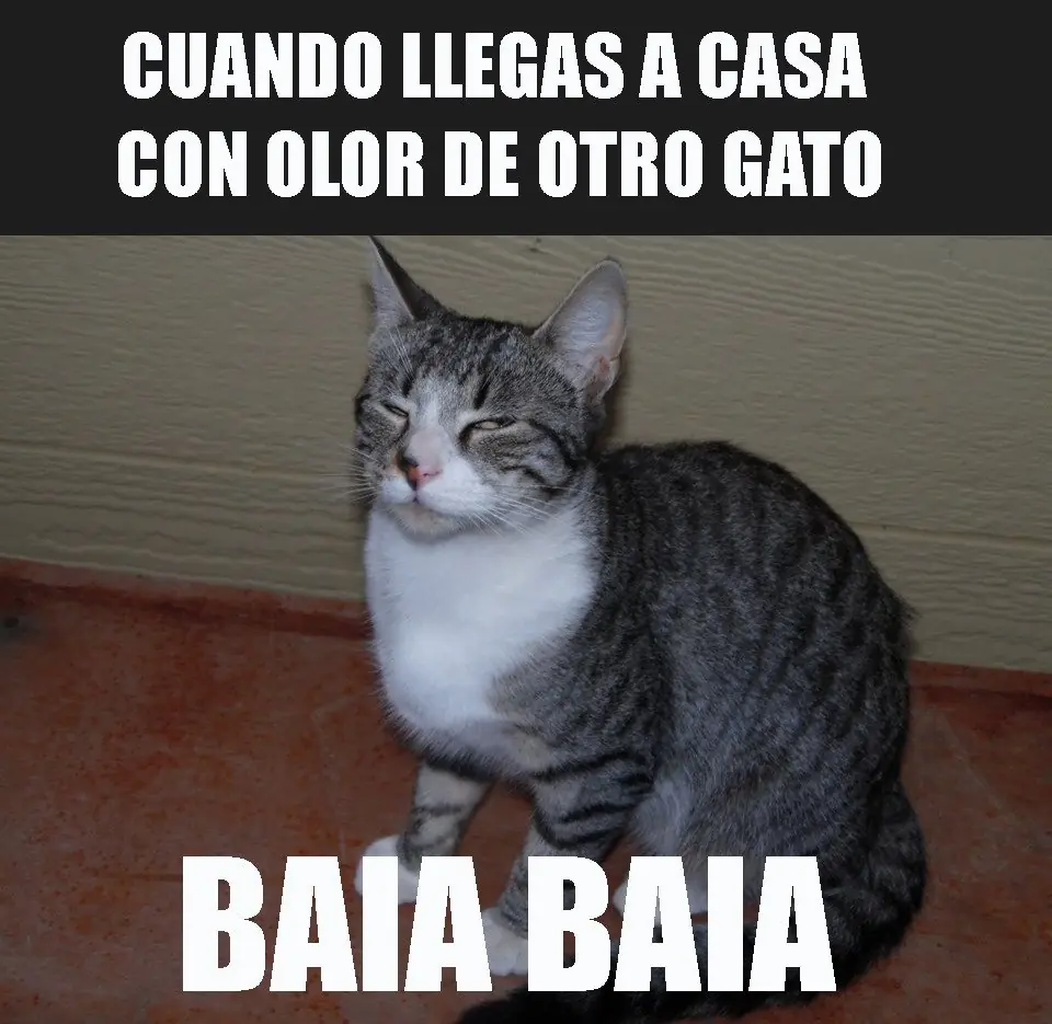 Imágenes graciosas LXIV