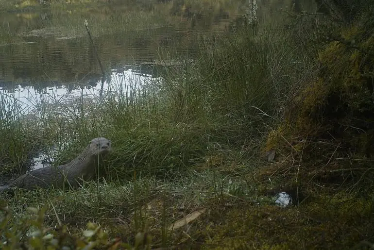 Aguante la Nutria!