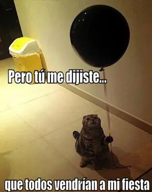 gatos graciosos