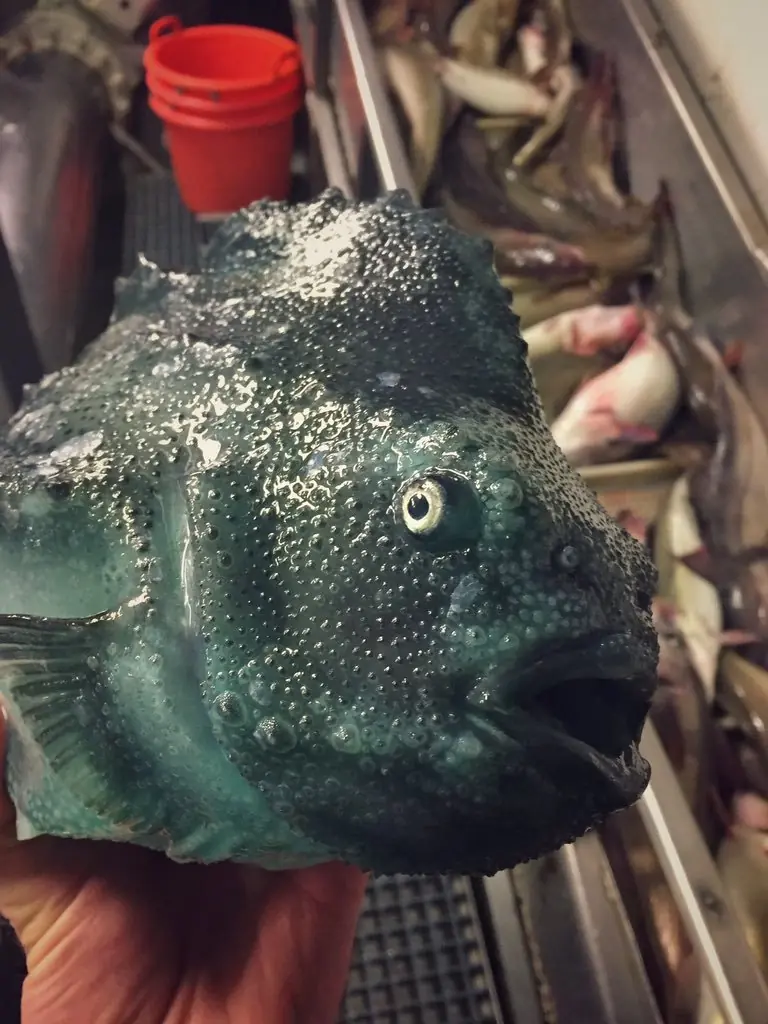 peces