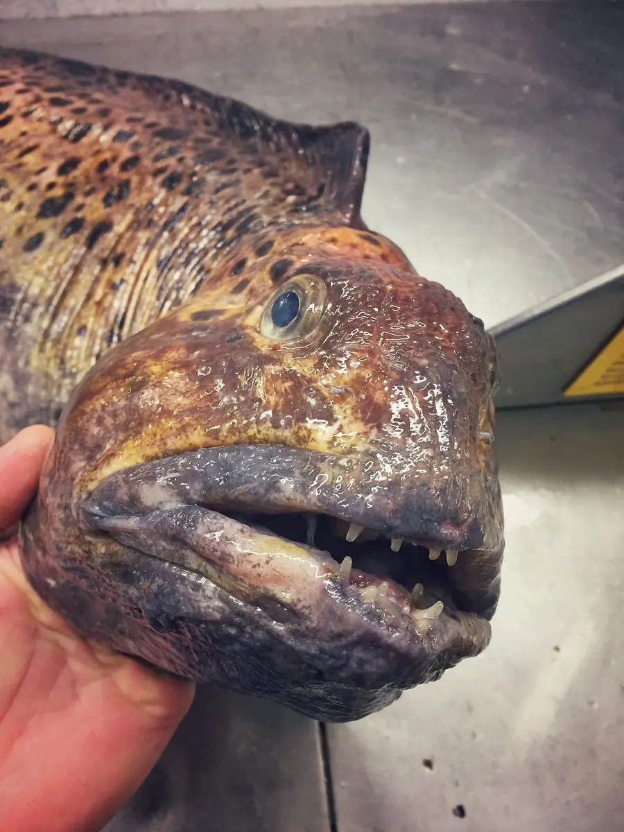Pescador ruso captura extrañas criaturas de aguas profundas
