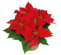 navidad