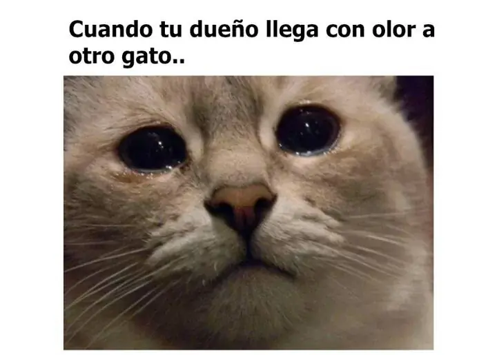 gracioso