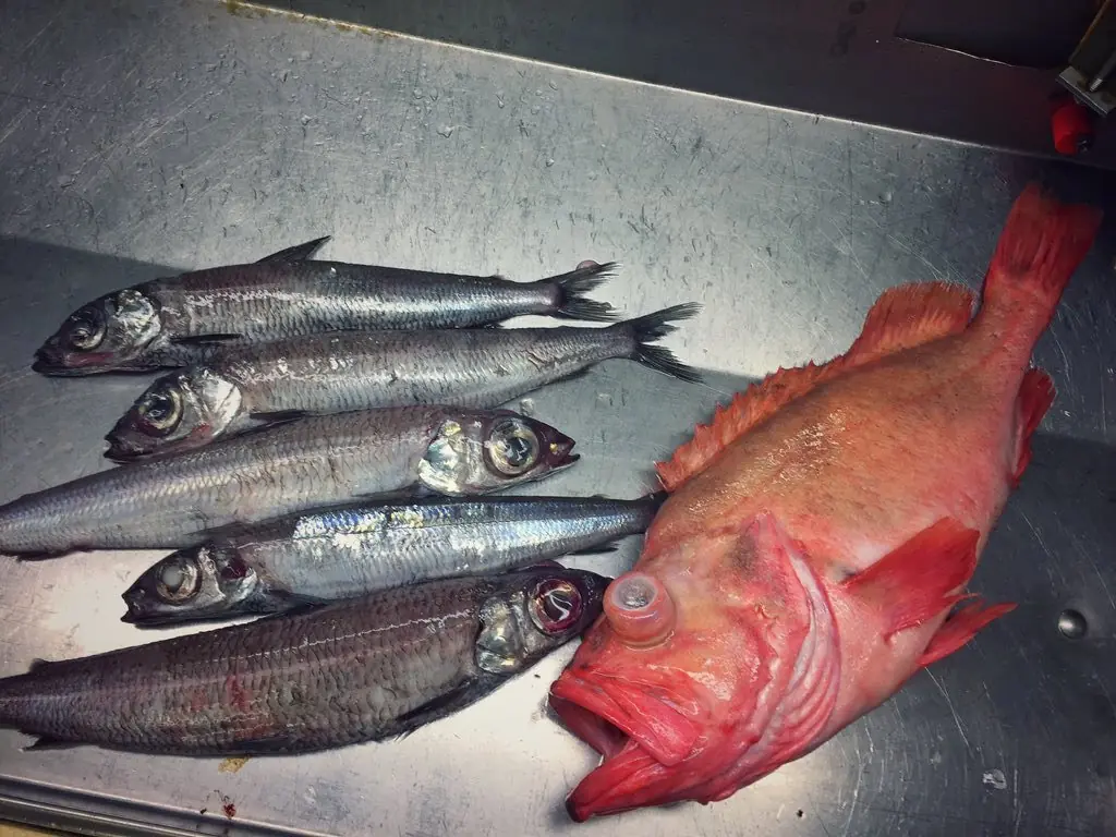 peces