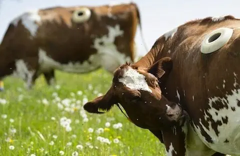 vacas lecheras vacas lecheras