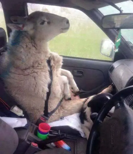 Imágenes de humor nocturno parte 247