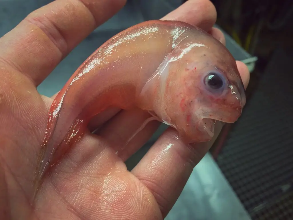peces