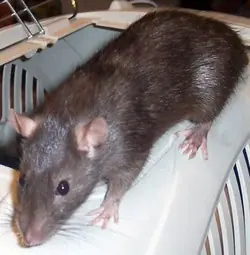 Bebé fue comida viva por ratas mientras su madre rumbiaba