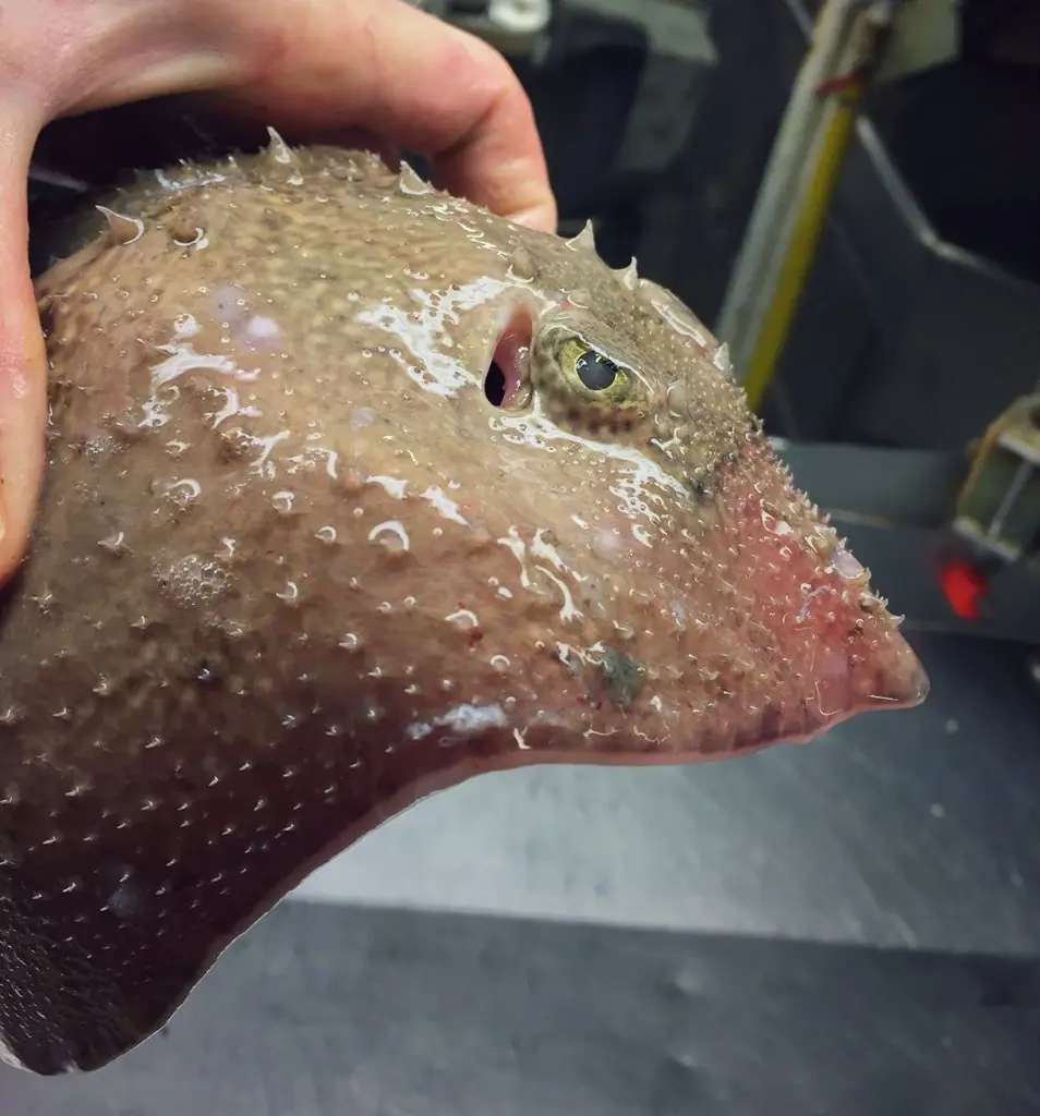 Pescador ruso captura extrañas criaturas de aguas profundas