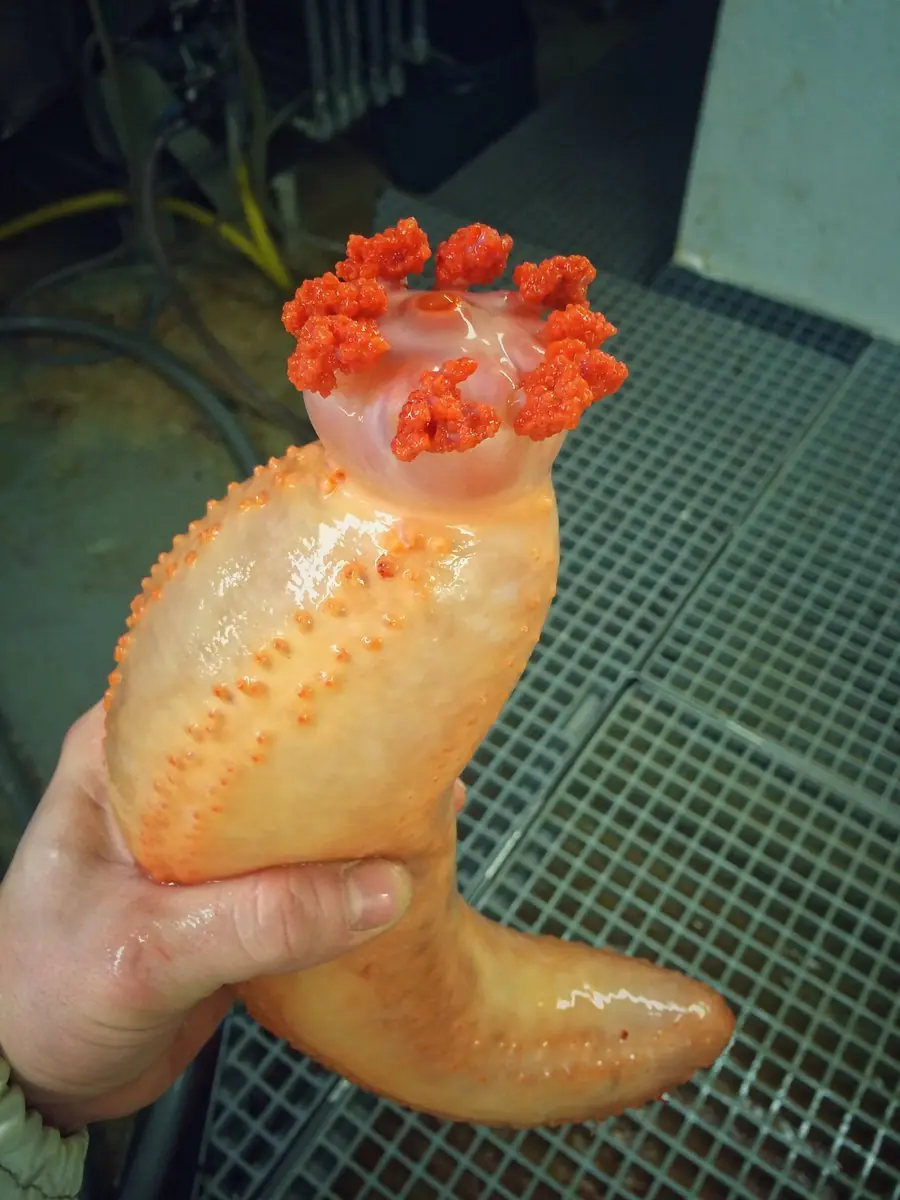 Pescador ruso captura extrañas criaturas de aguas profundas