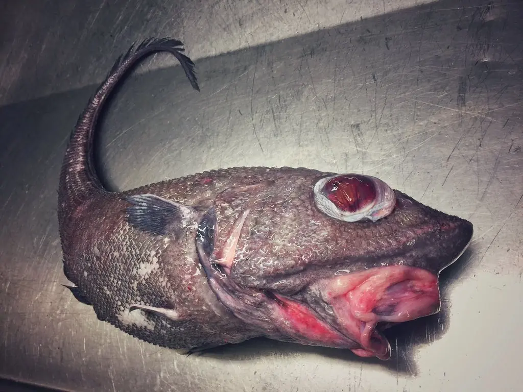 Pescador ruso captura extrañas criaturas de aguas profundas