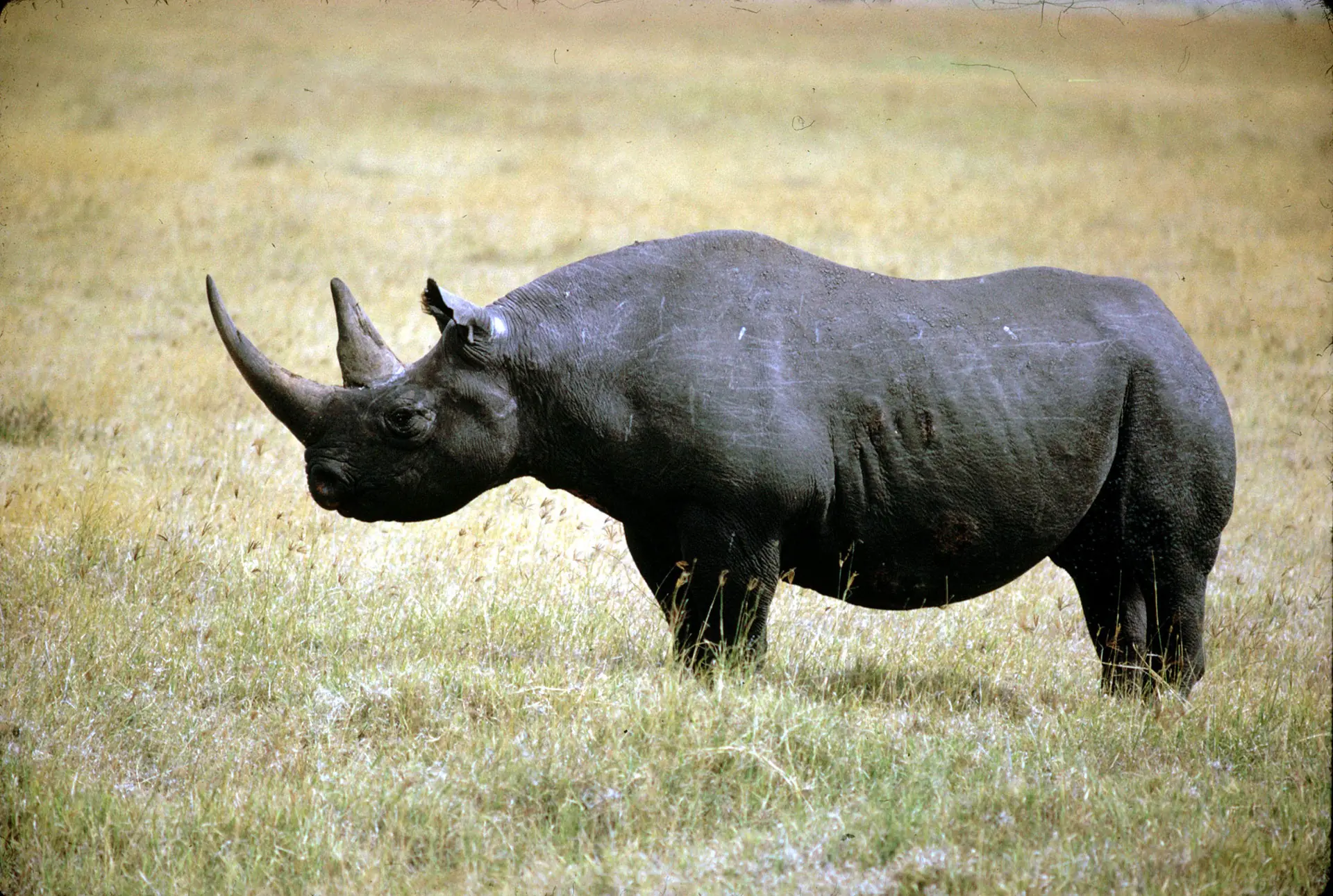 especies animales