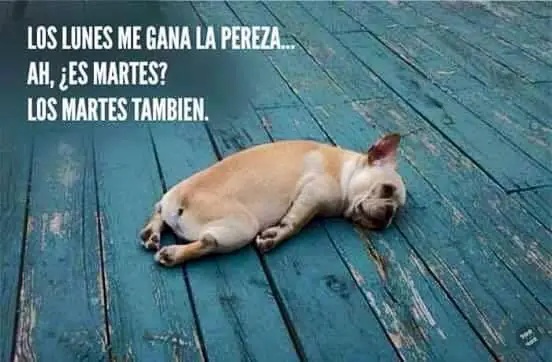 serenata77