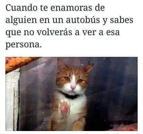 gracioso