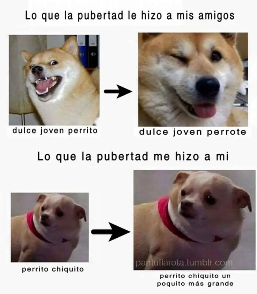 gracioso