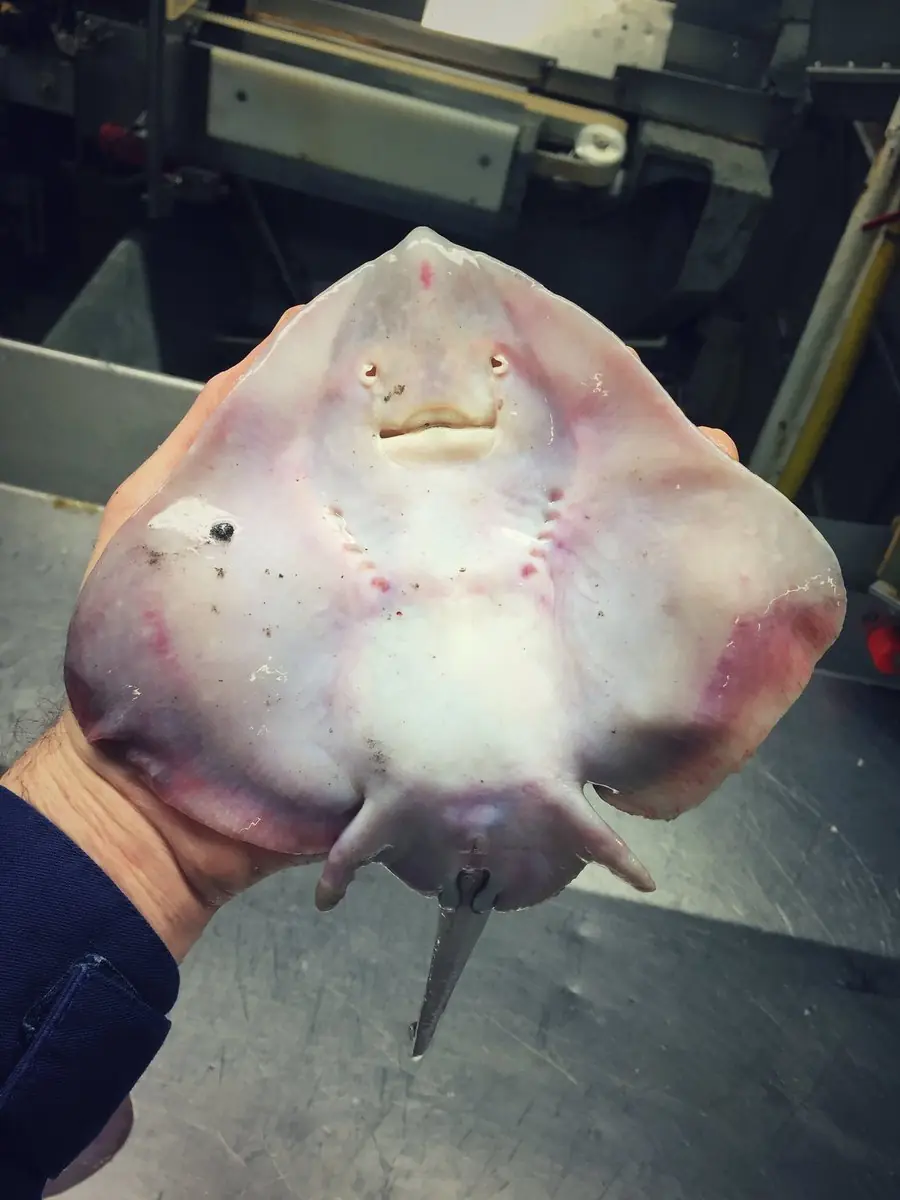 Pescador ruso captura extrañas criaturas de aguas profundas