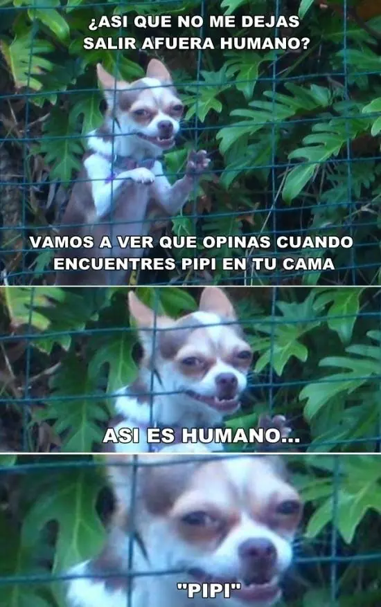chicas