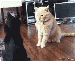 Gifs
